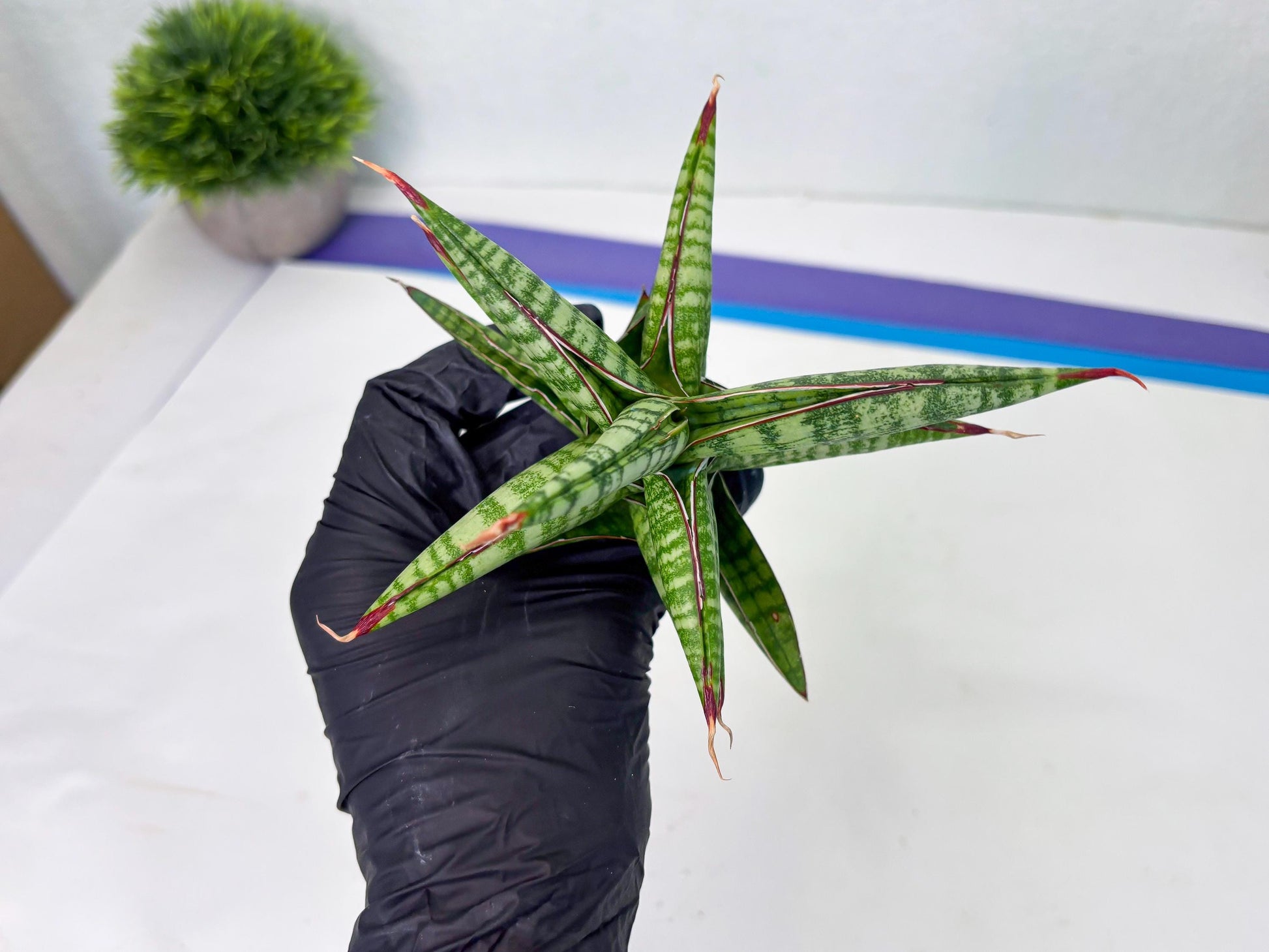 Sansevieria Bella x Pinguicula (ba2) (2) | Rare imported