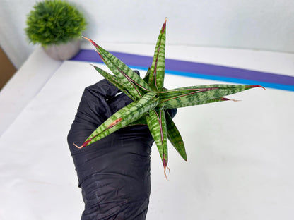 Sansevieria Bella x Pinguicula (ba2) (2) | Rare imported