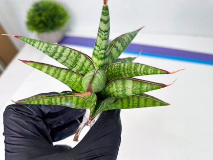 Sansevieria Bella x Pinguicula (ba2) (2) | Rare imported