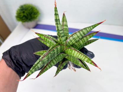 Sansevieria Bella x Pinguicula (ba2) (2) | Rare imported