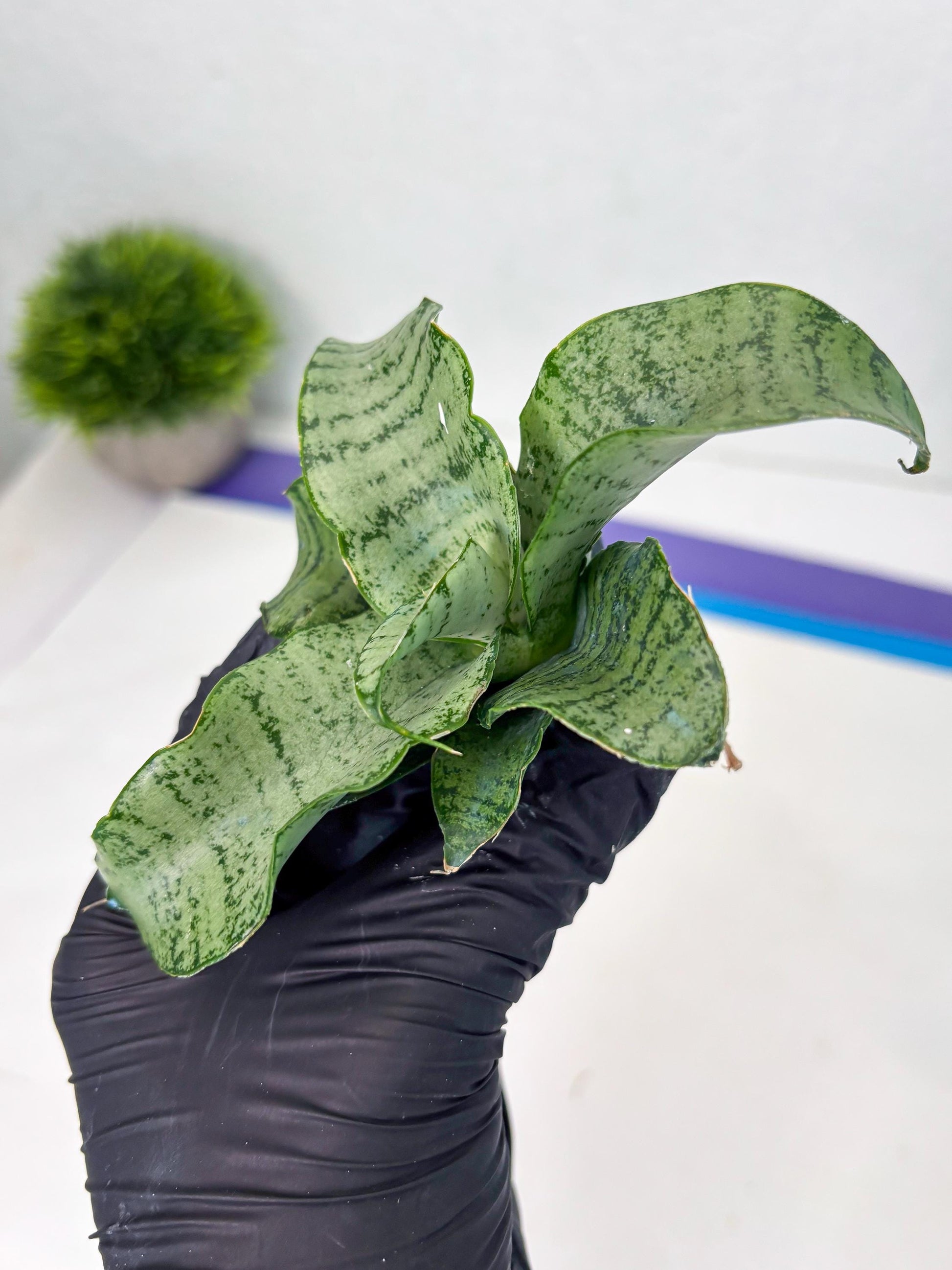 Sansevieria Jelita (ba2) (5) | Rare Hybrid Species