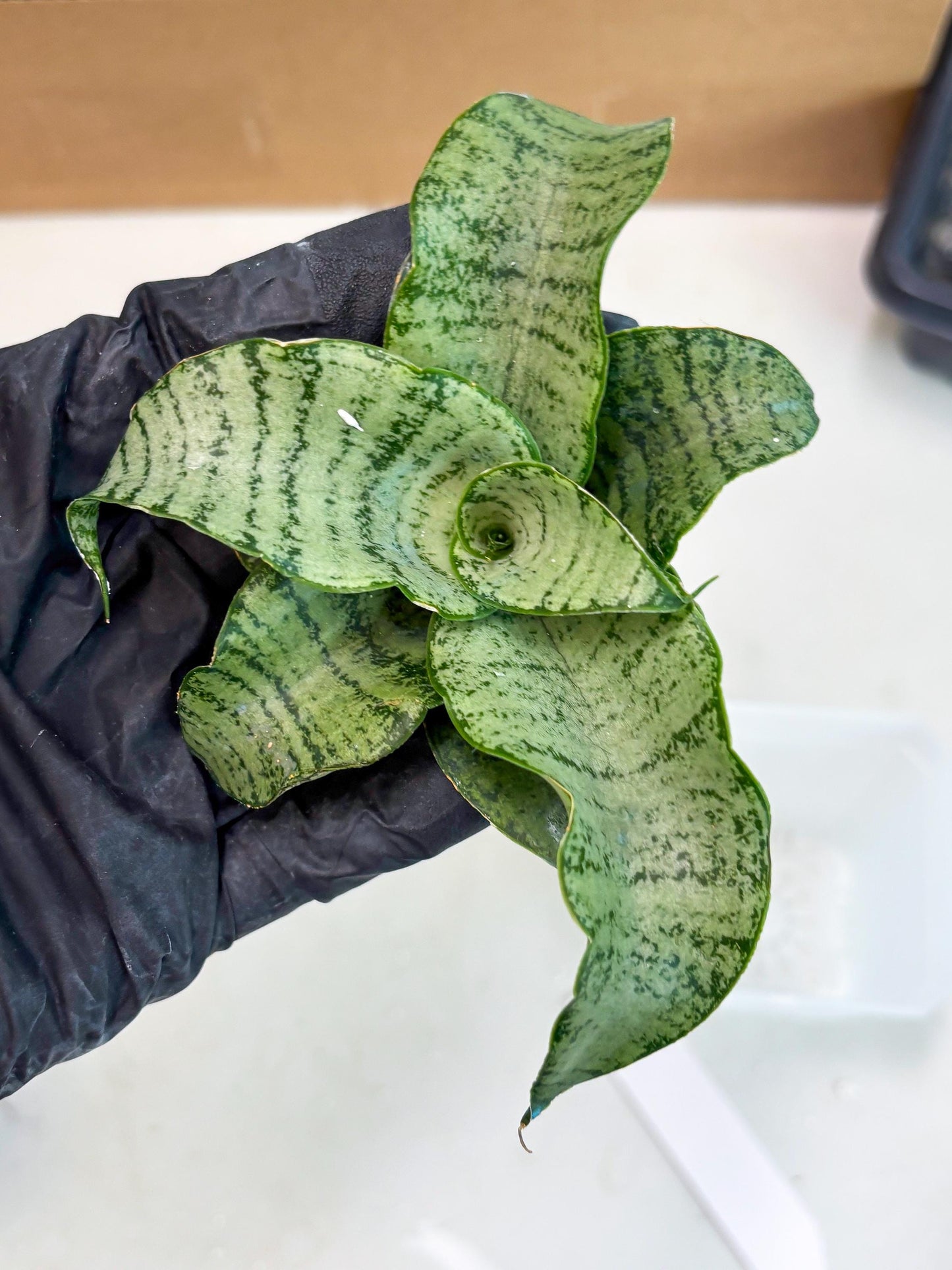 Sansevieria Jelita (ba2) (5) | Rare Hybrid Species