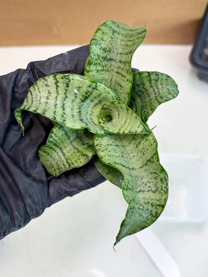Sansevieria Jelita (ba2) (5) | Rare Hybrid Species