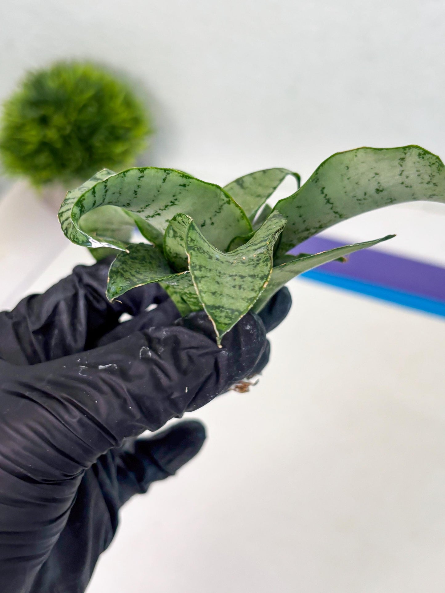 Sansevieria Jelita (ba2) (5) | Rare Hybrid Species