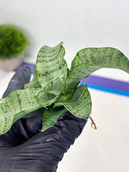 Sansevieria Jelita (ba2) (5) | Rare Hybrid Species