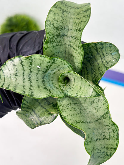 Sansevieria Jelita (ba2) (5) | Rare Hybrid Species