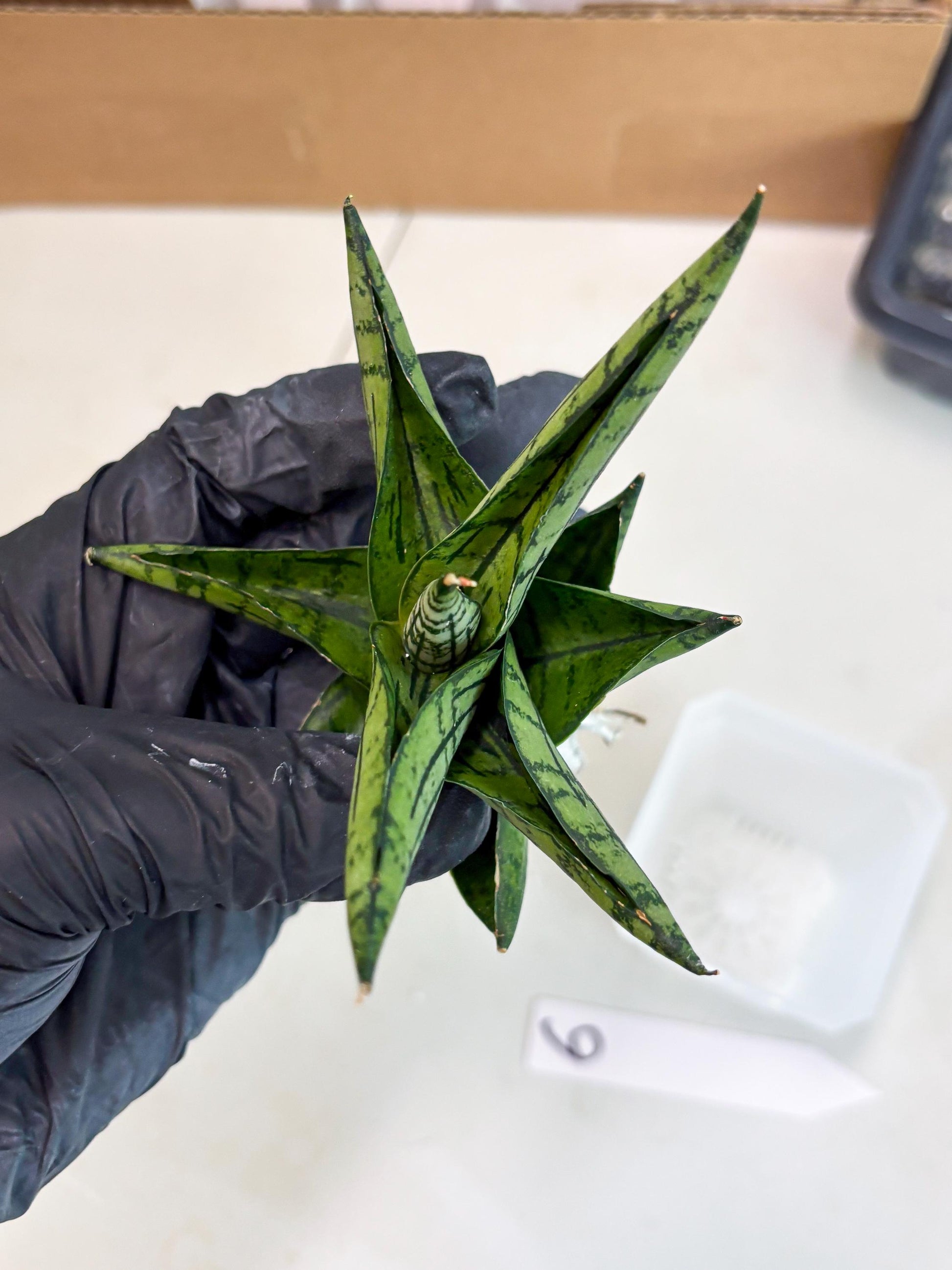 Sansevieria Manja (ba2) (6) | Imported Hybrids