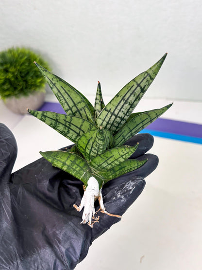 Sansevieria Manja (ba2) (6) | Imported Hybrids