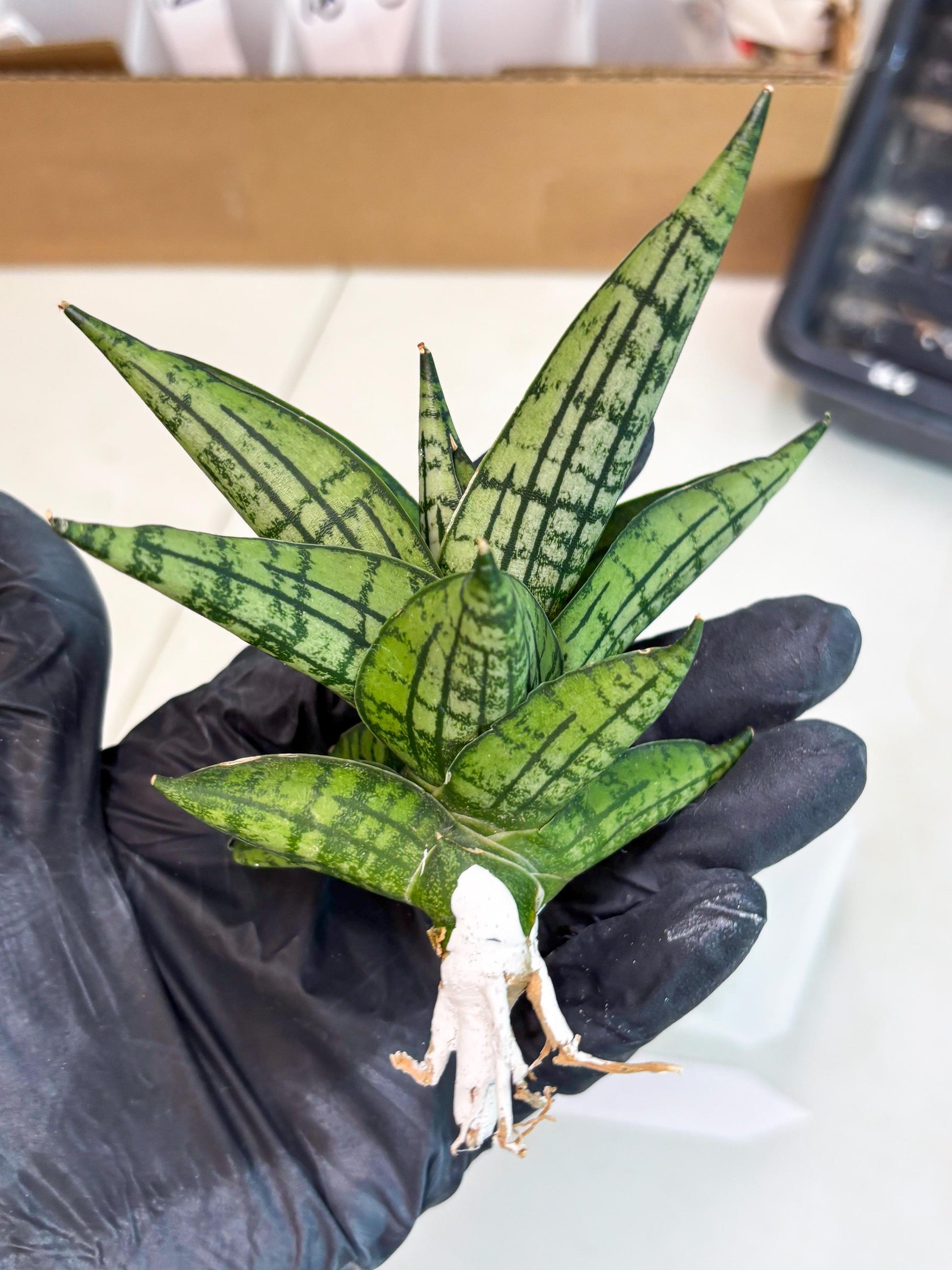 Sansevieria Manja (ba2) (6) | Imported Hybrids