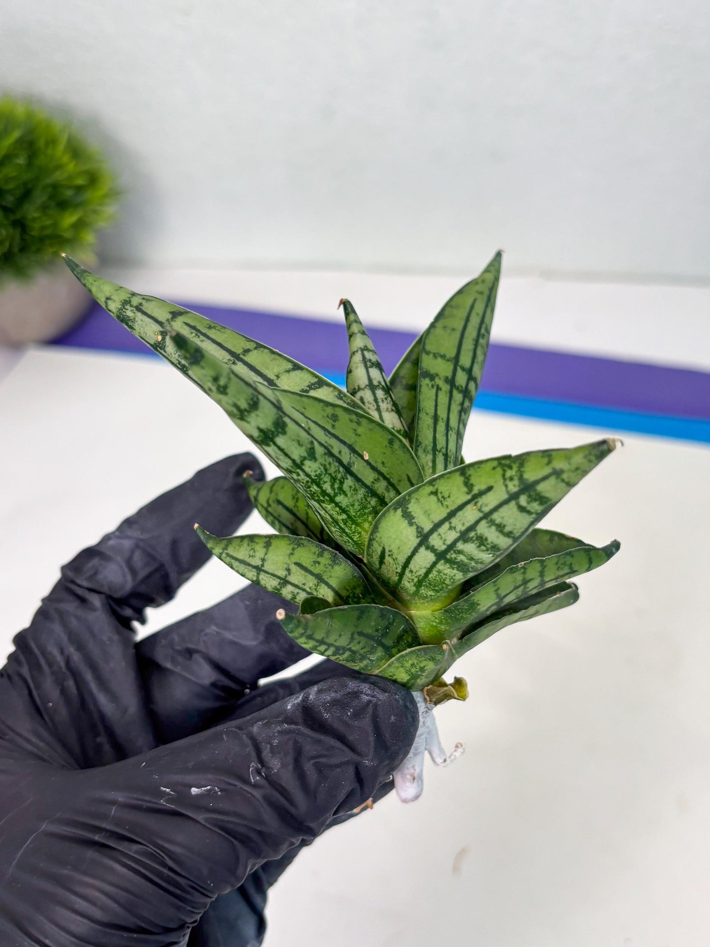 Sansevieria Manja (ba2) (6) | Imported Hybrids