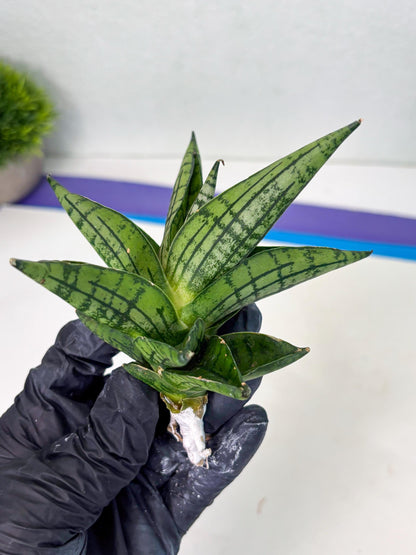 Sansevieria Manja (ba2) (6) | Imported Hybrids