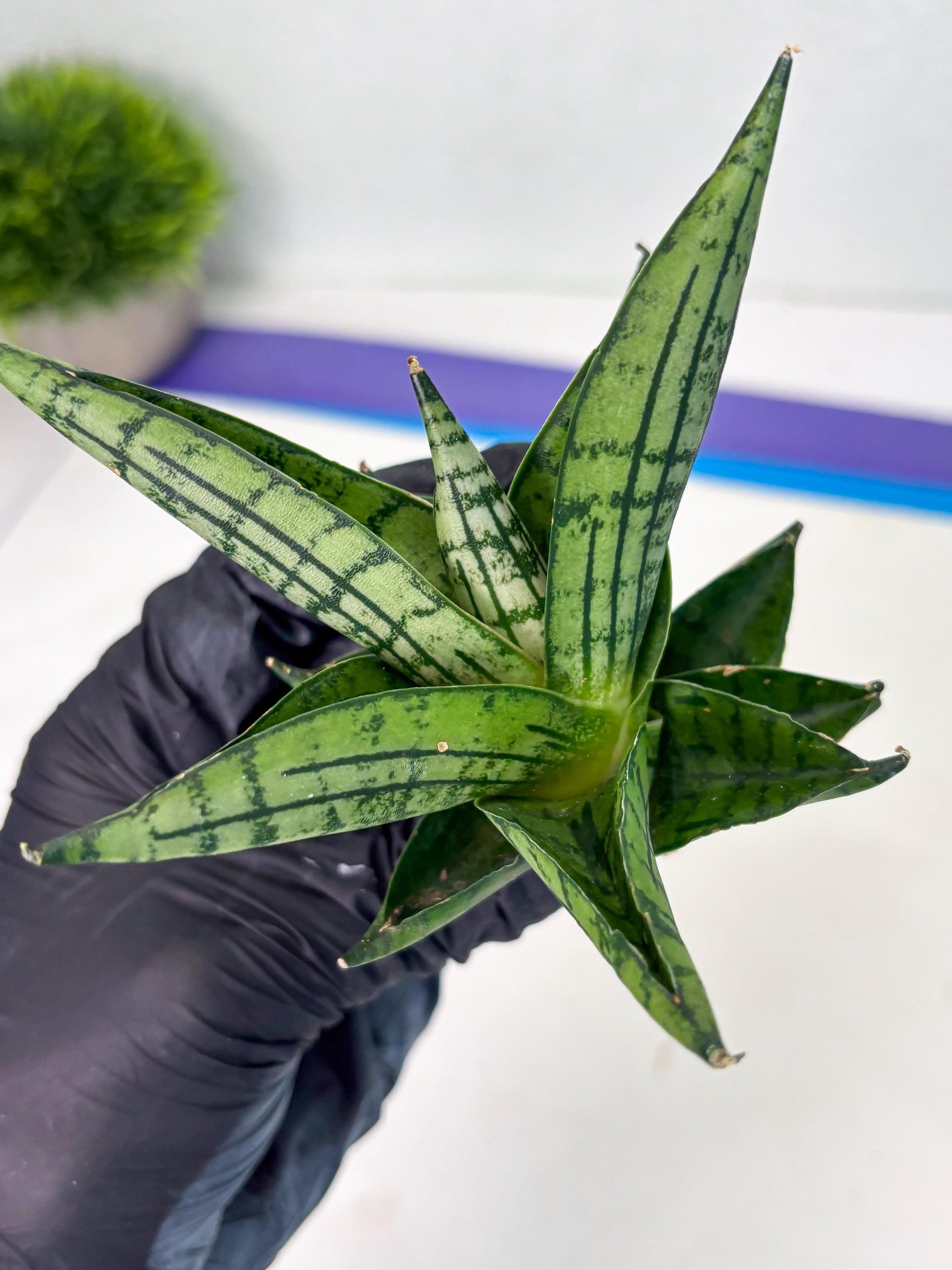Sansevieria Manja (ba2) (6) | Imported Hybrids
