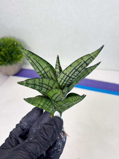Sansevieria Manja (ba2) (6) | Imported Hybrids