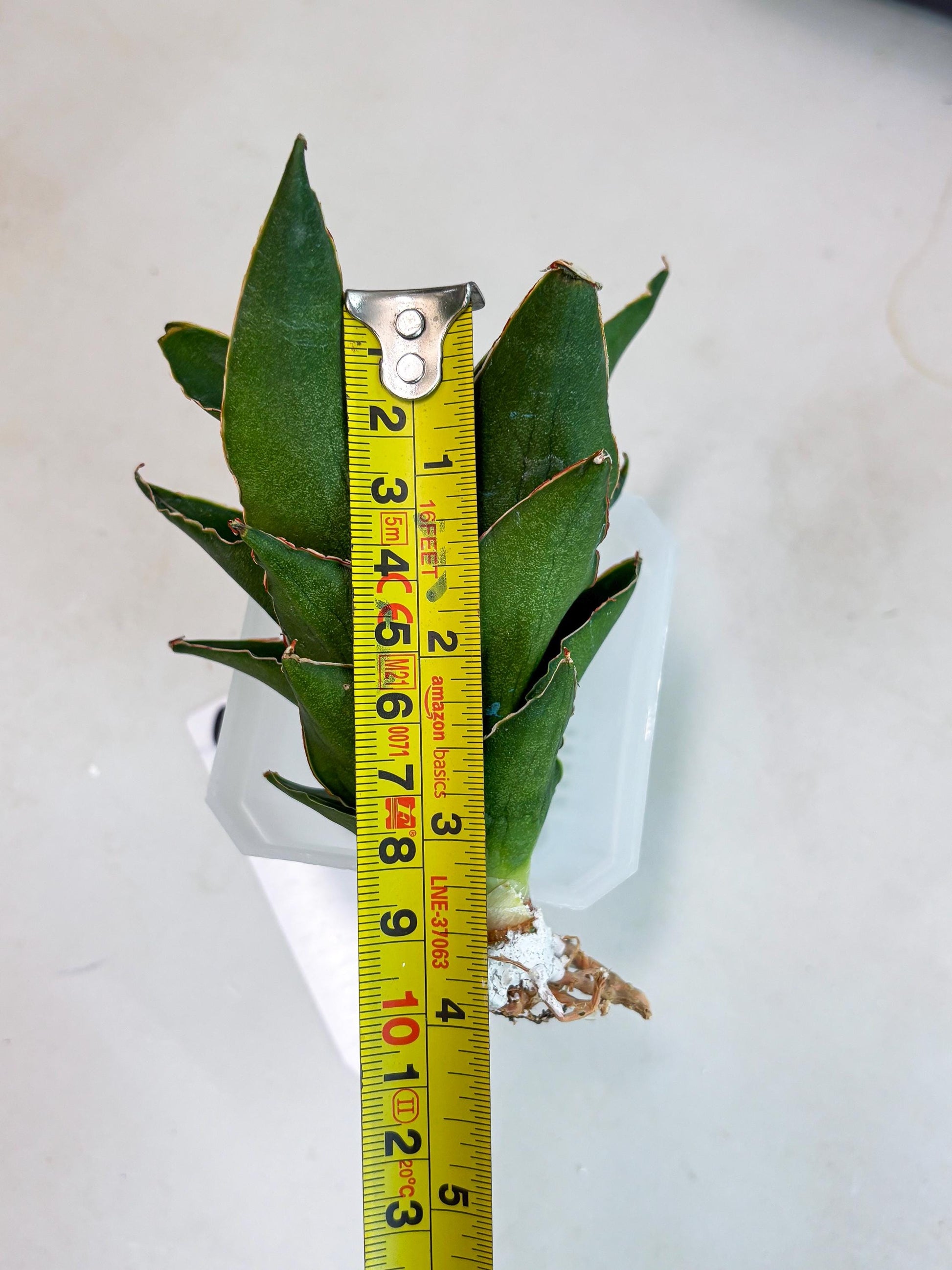 Sansevieria Rembo (ba2) (8) | Rare imported