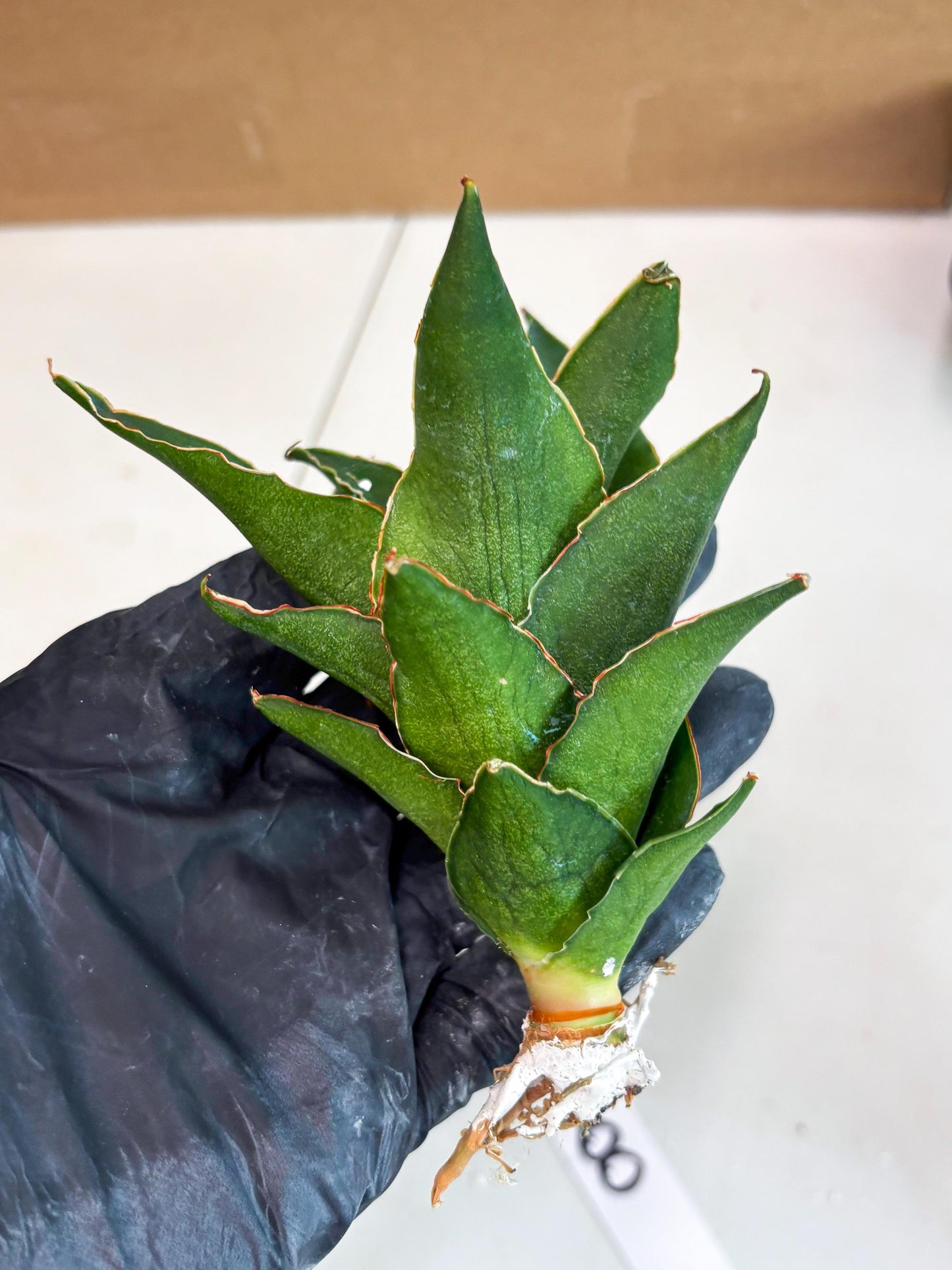 Sansevieria Rembo (ba2) (8) | Rare imported