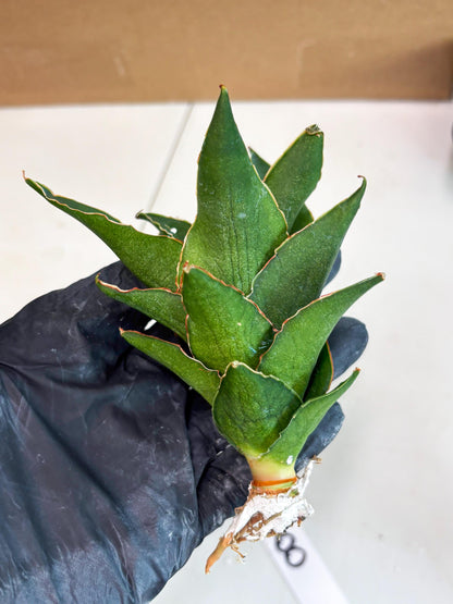 Sansevieria Rembo (ba2) (8) | Rare imported
