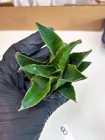 Sansevieria Rembo (ba2) (8) | Rare imported