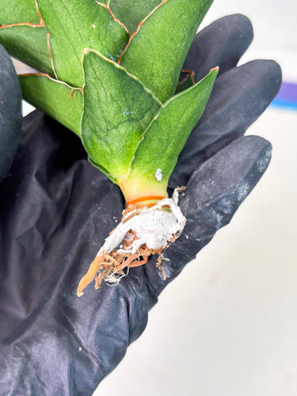 Sansevieria Rembo (ba2) (8) | Rare imported