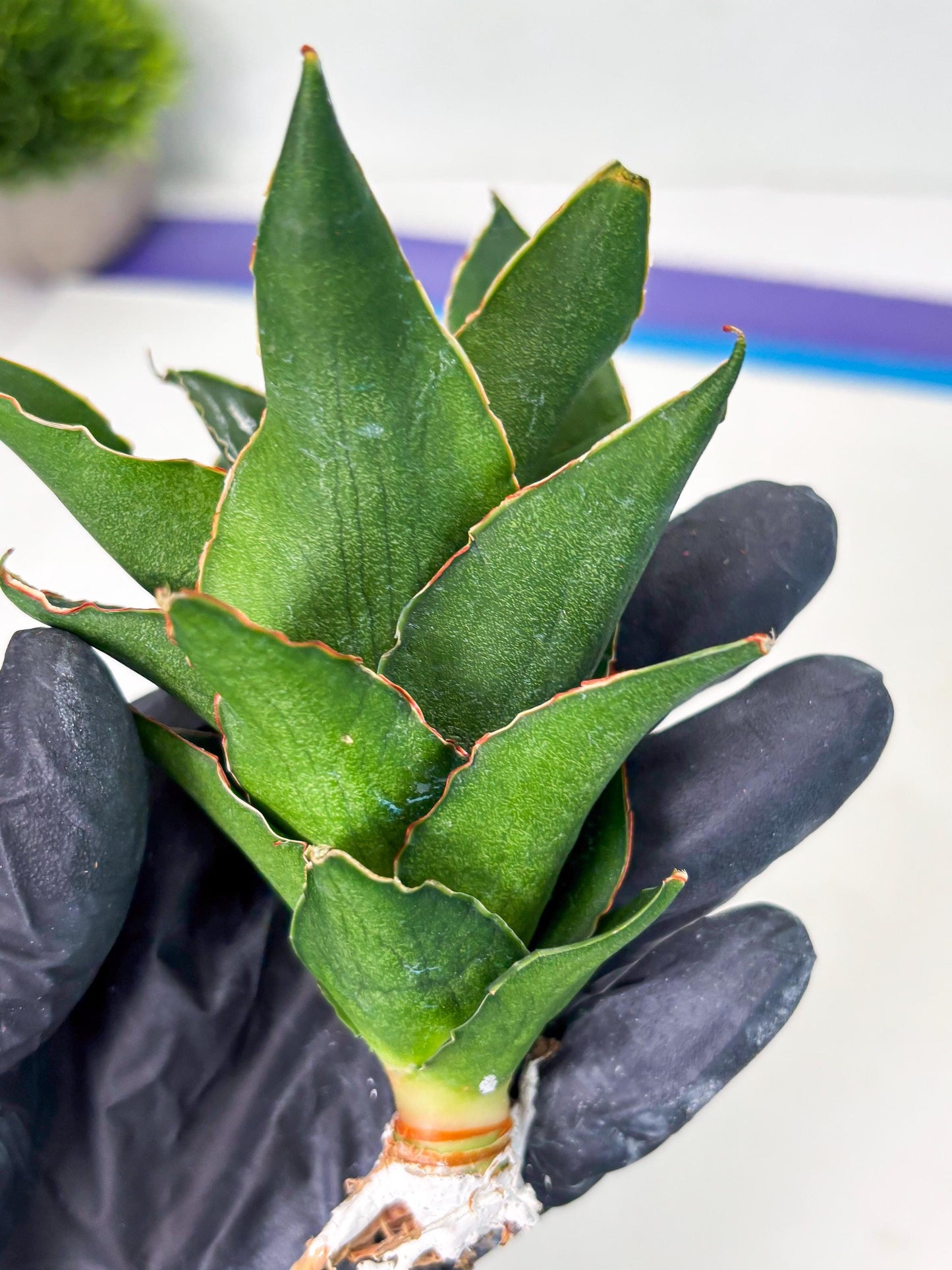Sansevieria Rembo (ba2) (8) | Rare imported