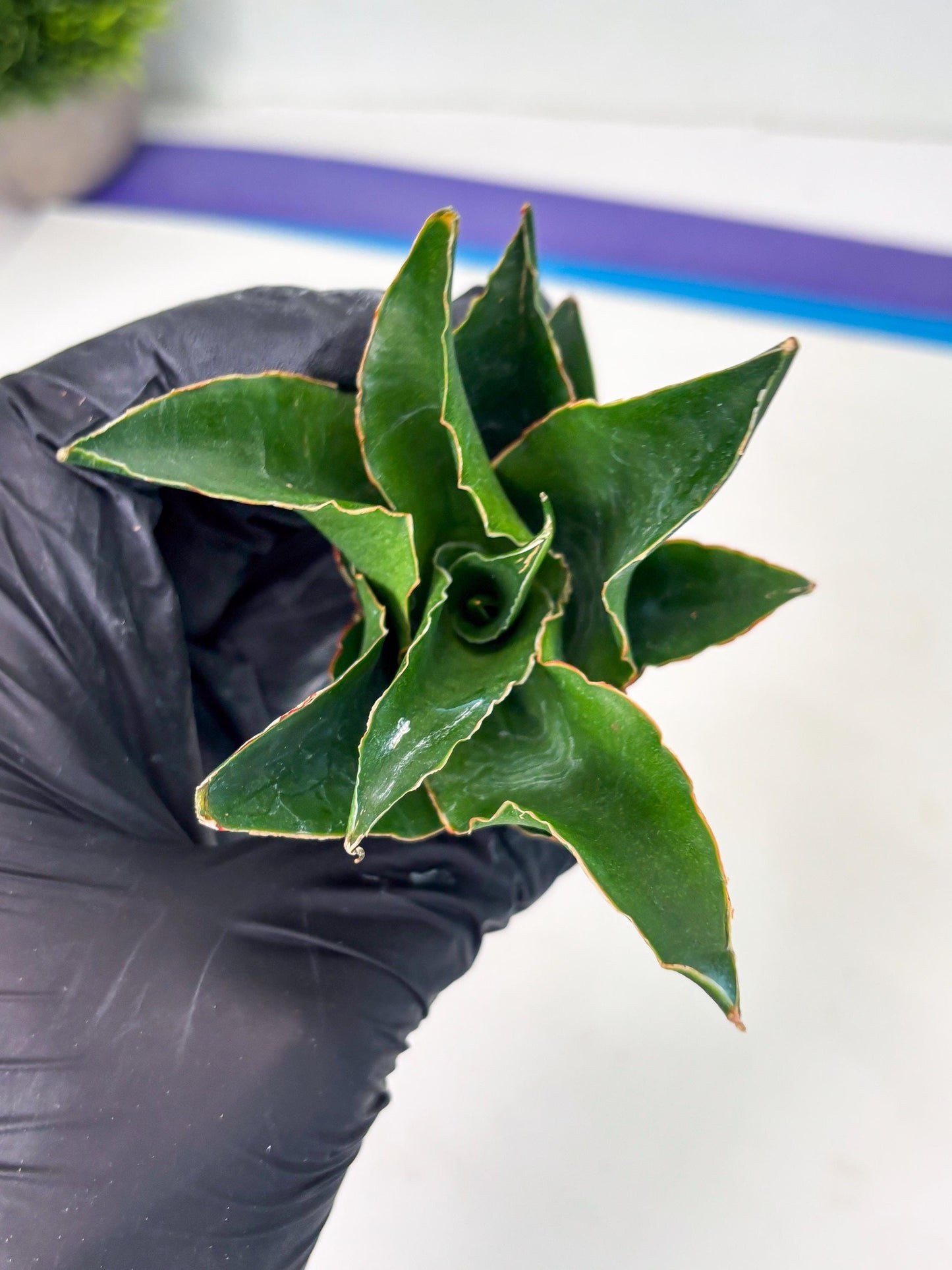Sansevieria Rembo (ba2) (8) | Rare imported