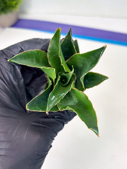 Sansevieria Rembo (ba2) (8) | Rare imported