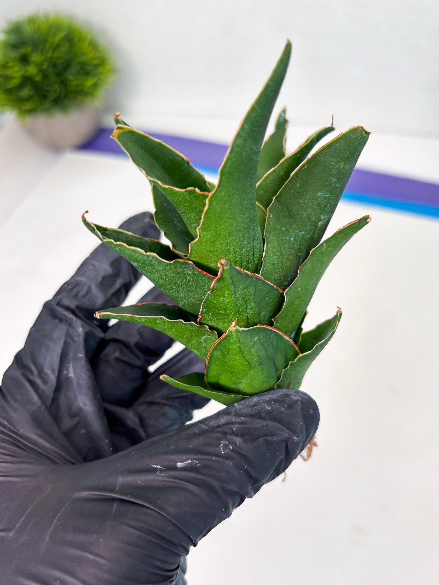 Sansevieria Rembo (ba2) (8) | Rare imported