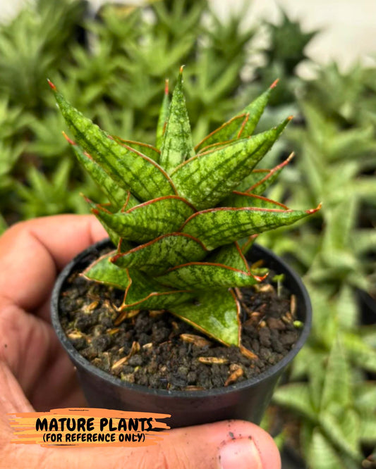 Sansevieria Mintus (ba2) (11) | Rare imported