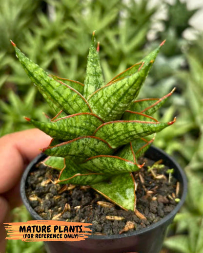 Sansevieria Mintus (ba2) (11) | Rare imported