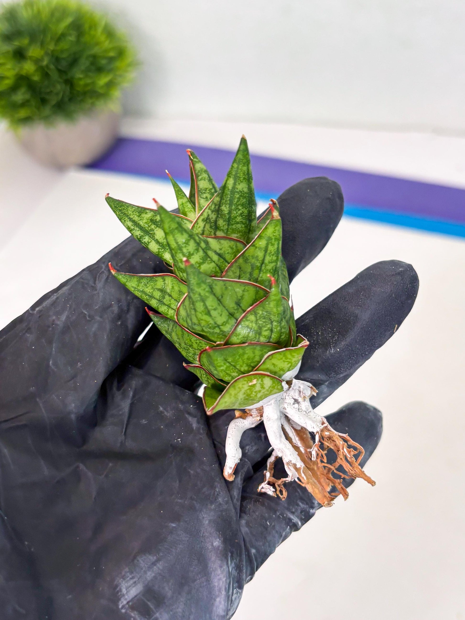 Sansevieria Mintus (ba2) (11) | Rare imported