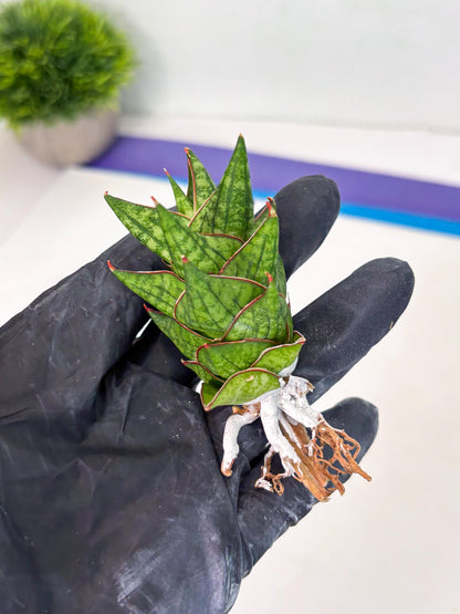 Sansevieria Mintus (ba2) (11) | Rare imported
