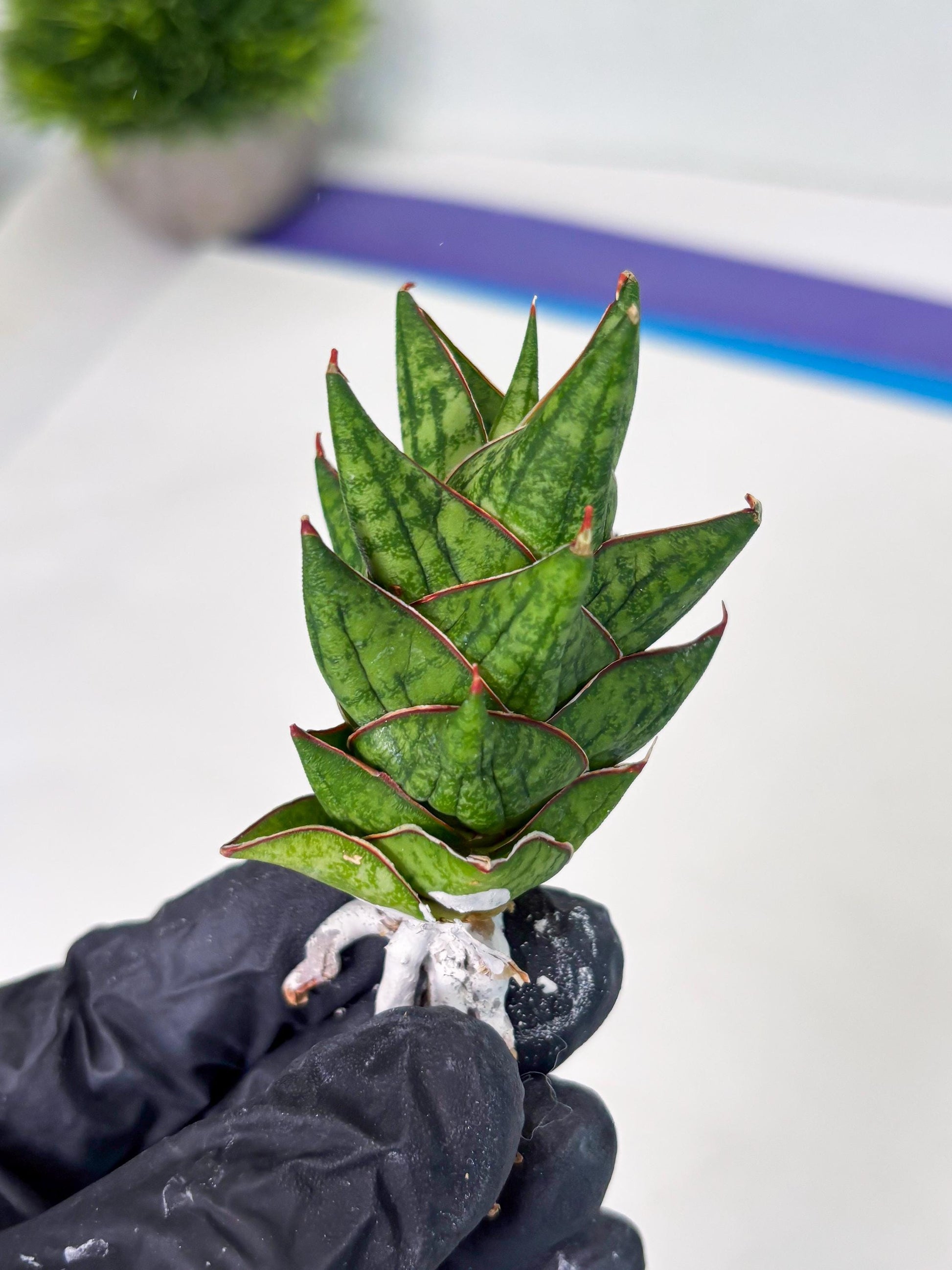 Sansevieria Mintus (ba2) (11) | Rare imported