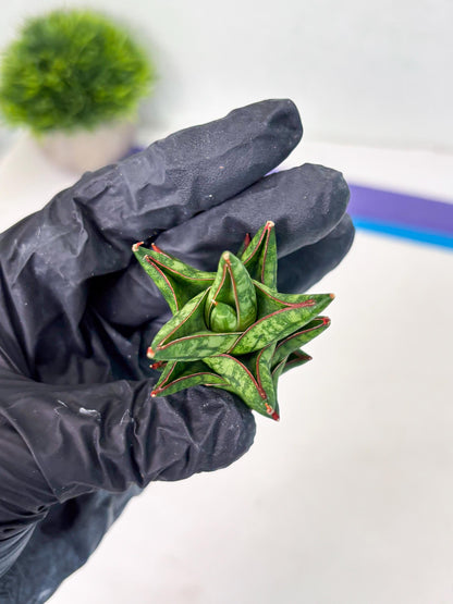 Sansevieria Mintus (ba2) (11) | Rare imported