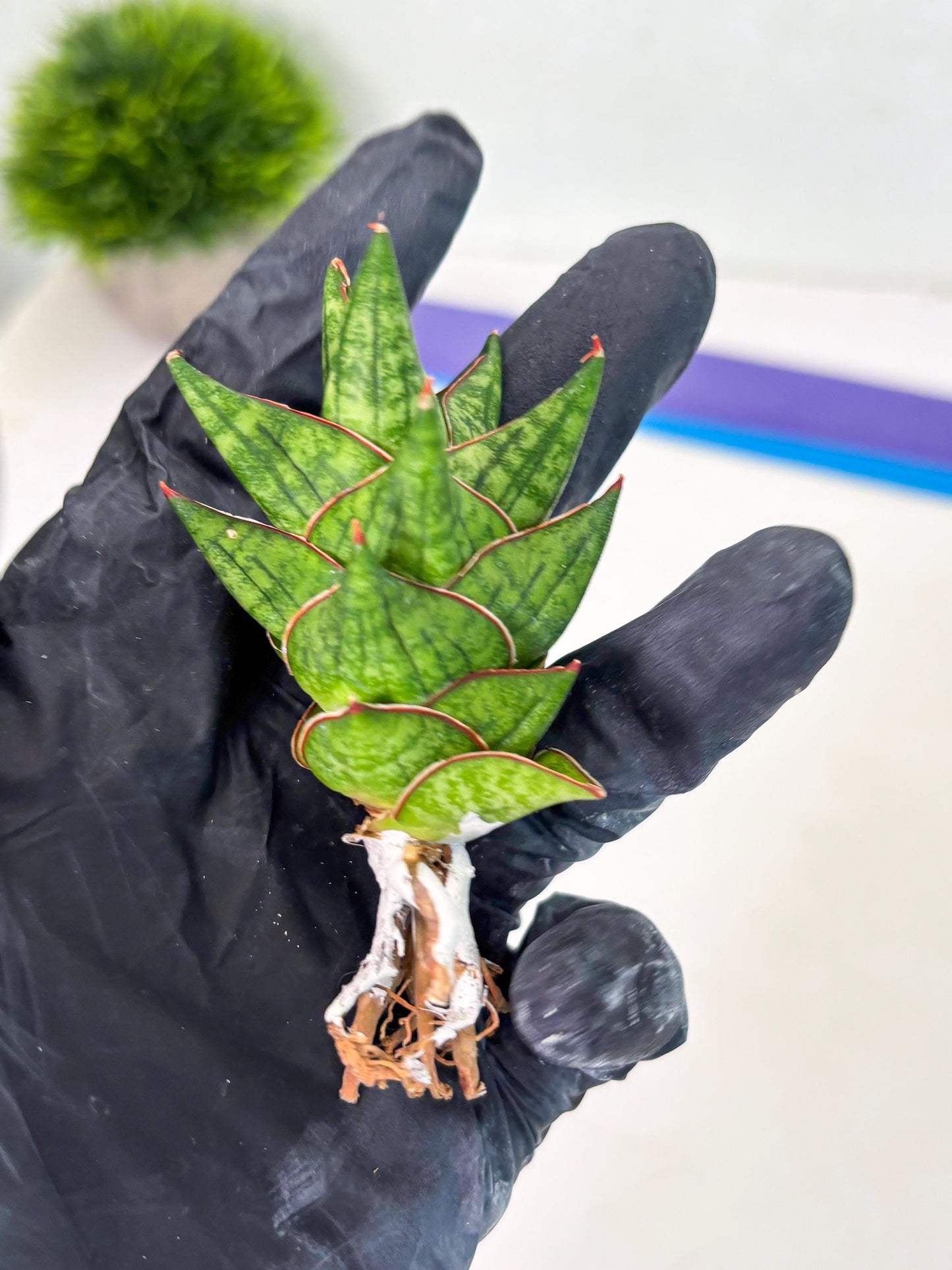 Sansevieria Mintus (ba2) (11) | Rare imported