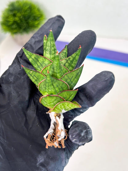 Sansevieria Mintus (ba2) (11) | Rare imported