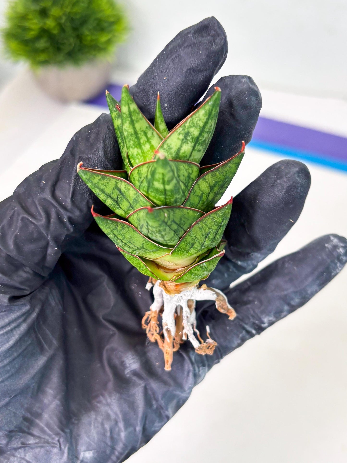 Sansevieria Mintus (ba2) (11) | Rare imported