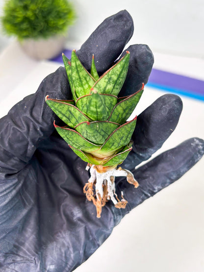 Sansevieria Mintus (ba2) (11) | Rare imported