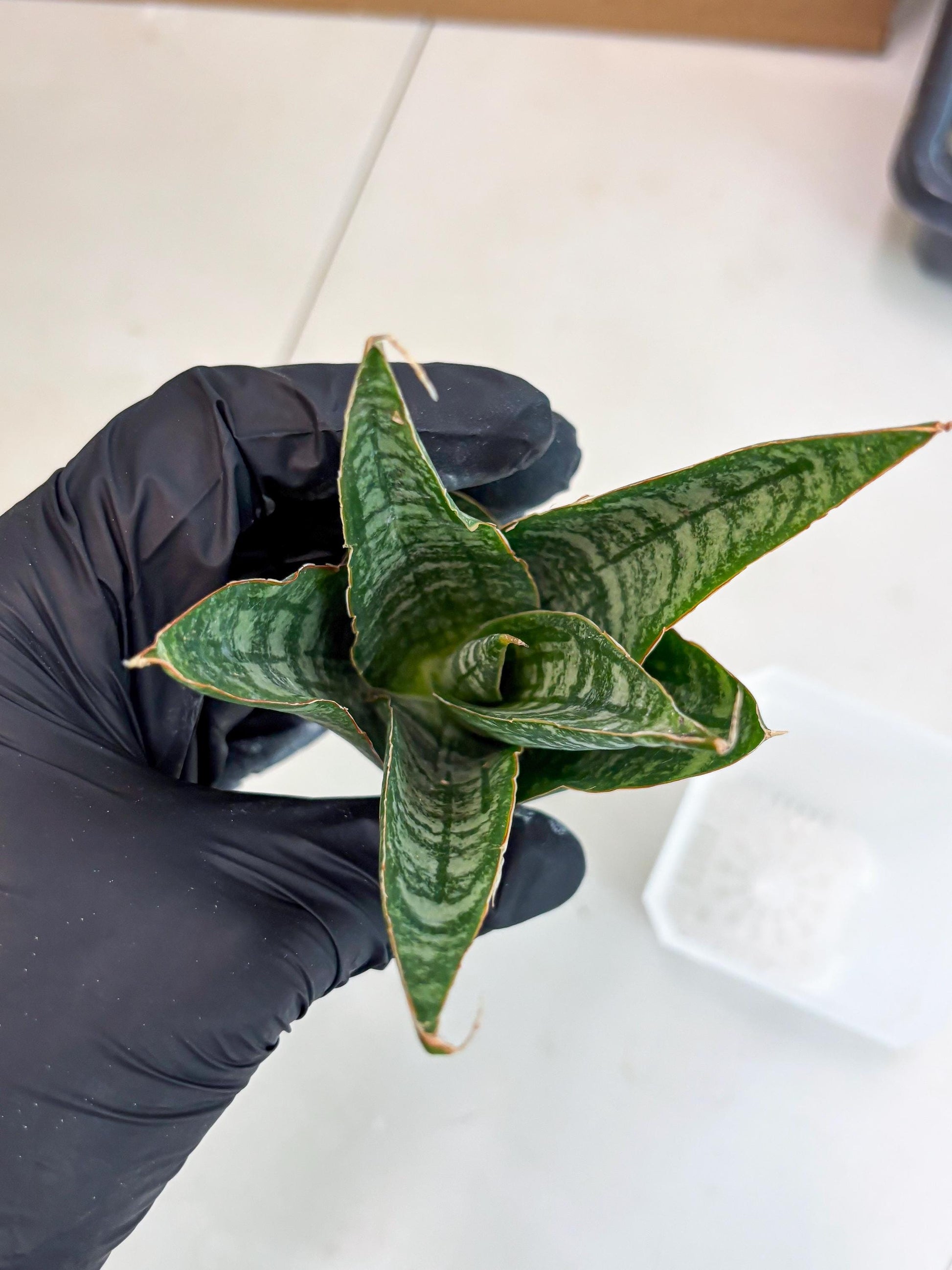 Sansevieria Jotun (ba2) (16) | Imported Plants