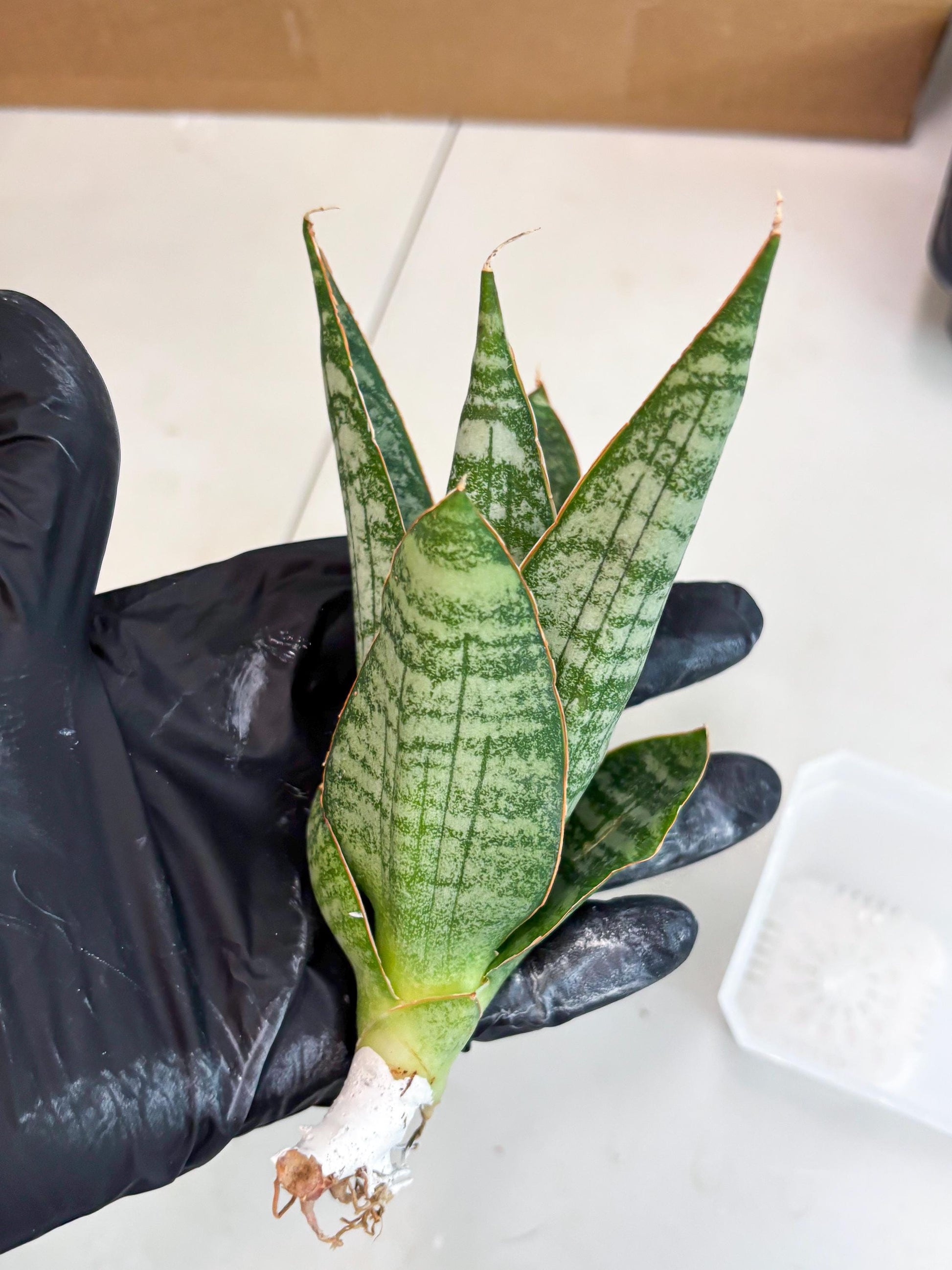 Sansevieria Jotun (ba2) (16) | Imported Plants
