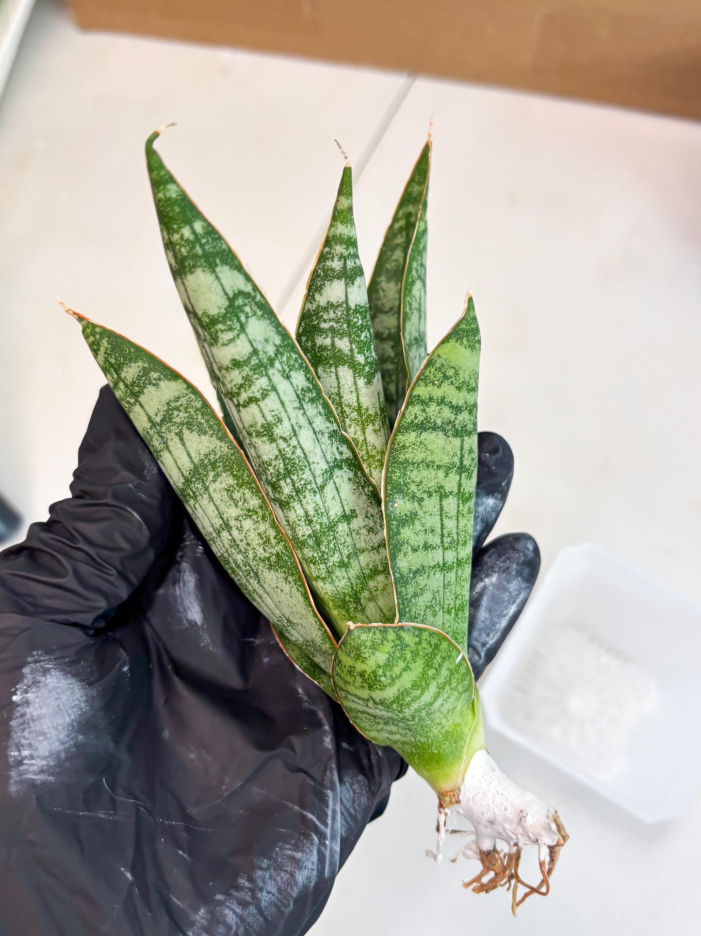 Sansevieria Jotun (ba2) (16) | Imported Plants