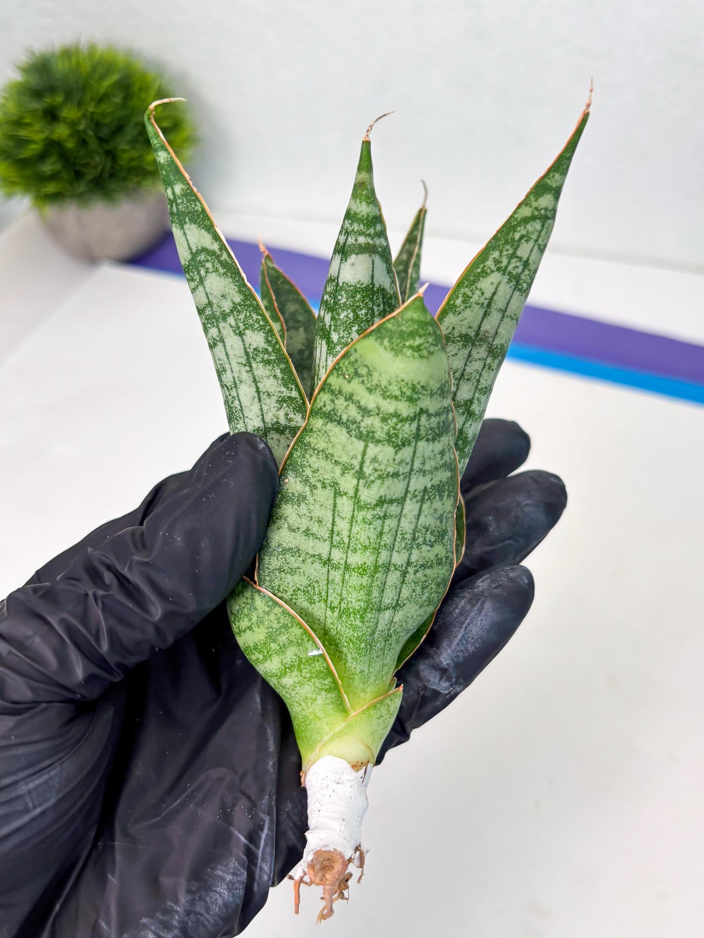 Sansevieria Jotun (ba2) (16) | Imported Plants