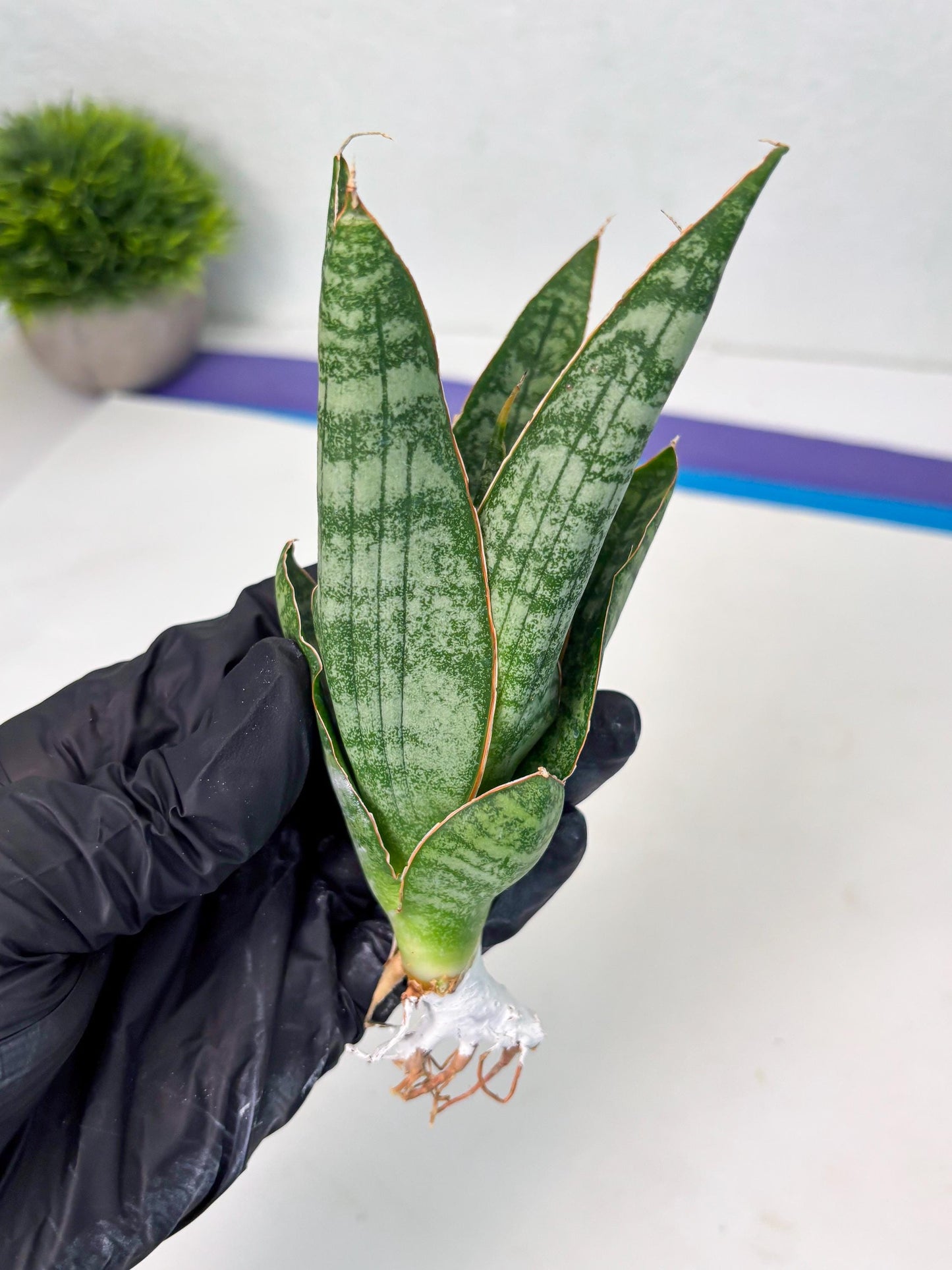 Sansevieria Jotun (ba2) (16) | Imported Plants
