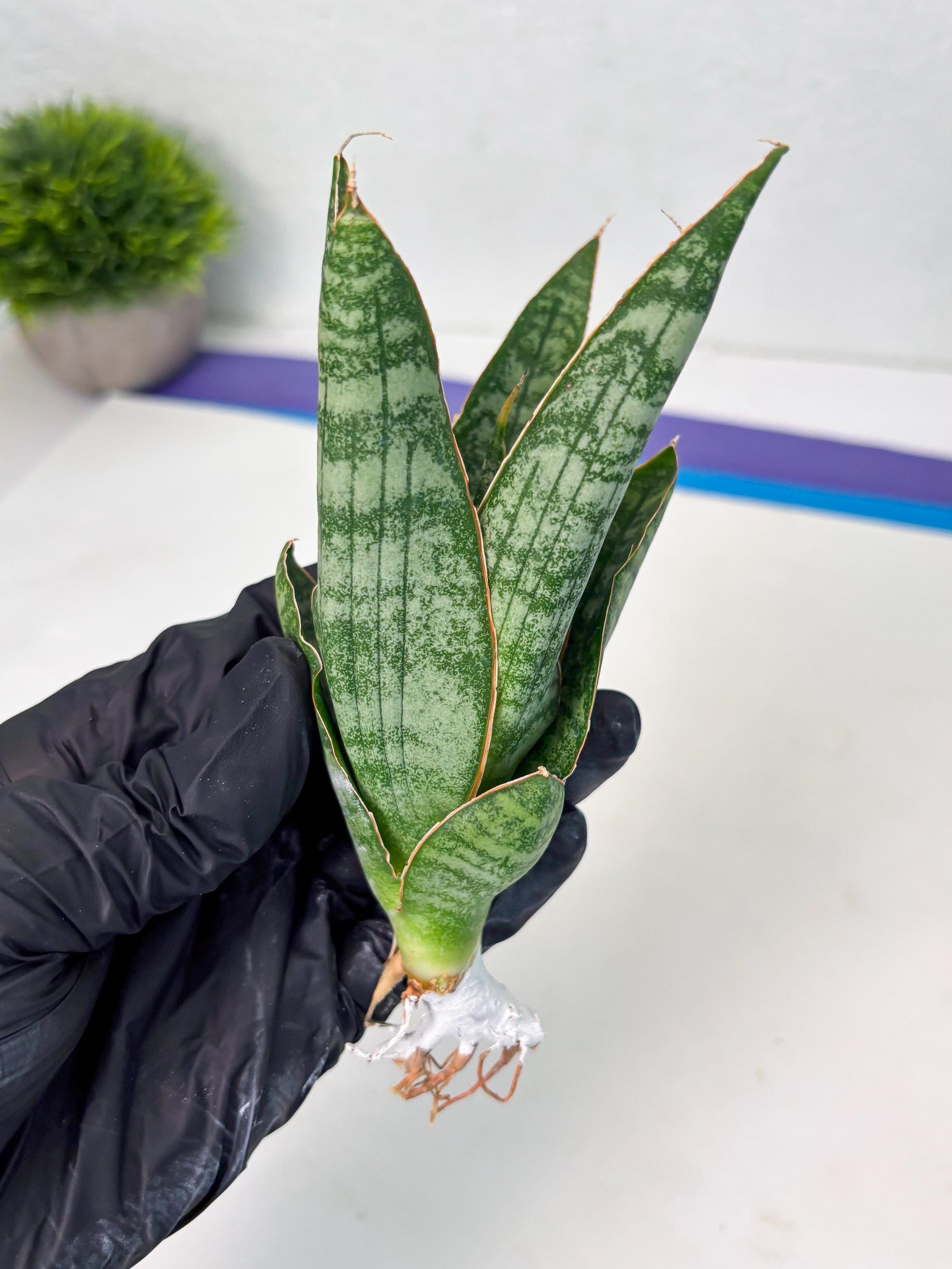 Sansevieria Jotun (ba2) (16) | Imported Plants
