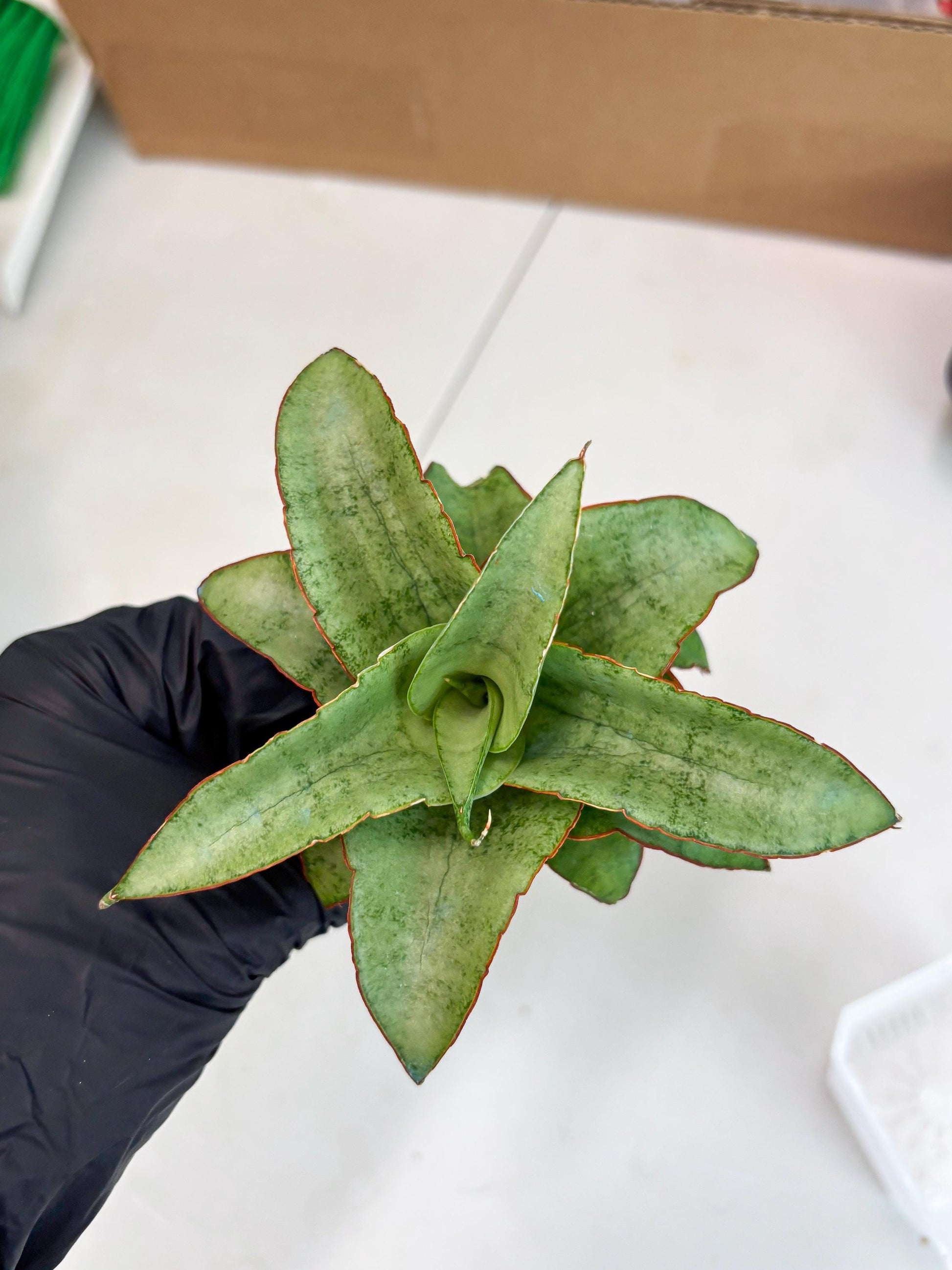 Sansevieria Mega (ba2) (17) | Imported Plants