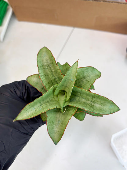 Sansevieria Mega (ba2) (17) | Imported Plants