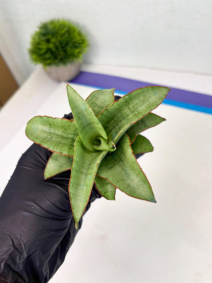 Sansevieria Mega (ba2) (17) | Imported Plants