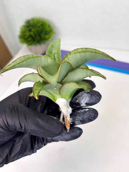 Sansevieria Mega (ba2) (17) | Imported Plants
