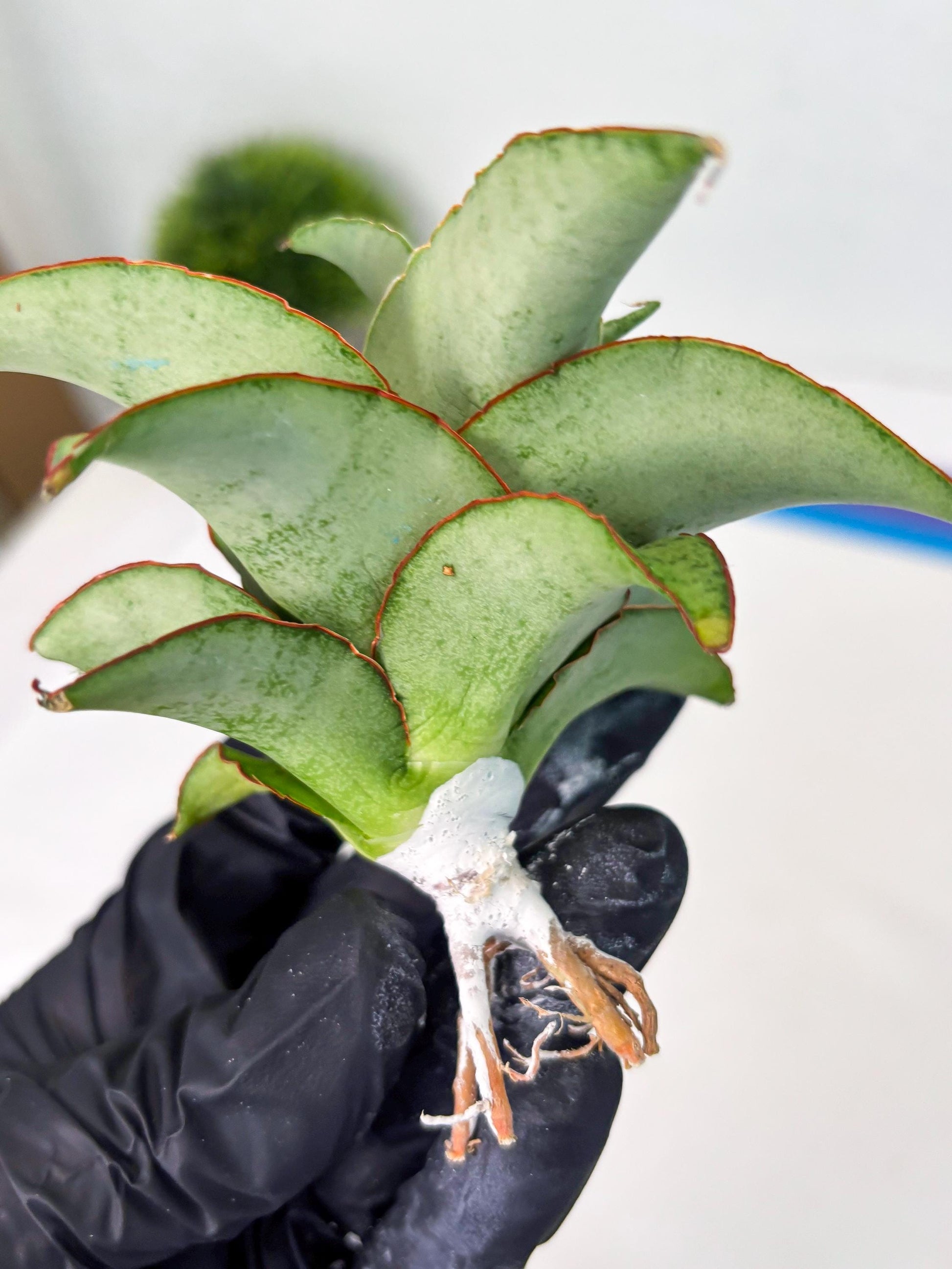 Sansevieria Mega (ba2) (17) | Imported Plants
