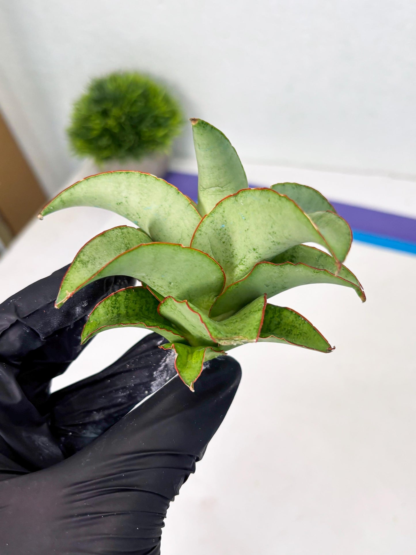 Sansevieria Mega (ba2) (17) | Imported Plants