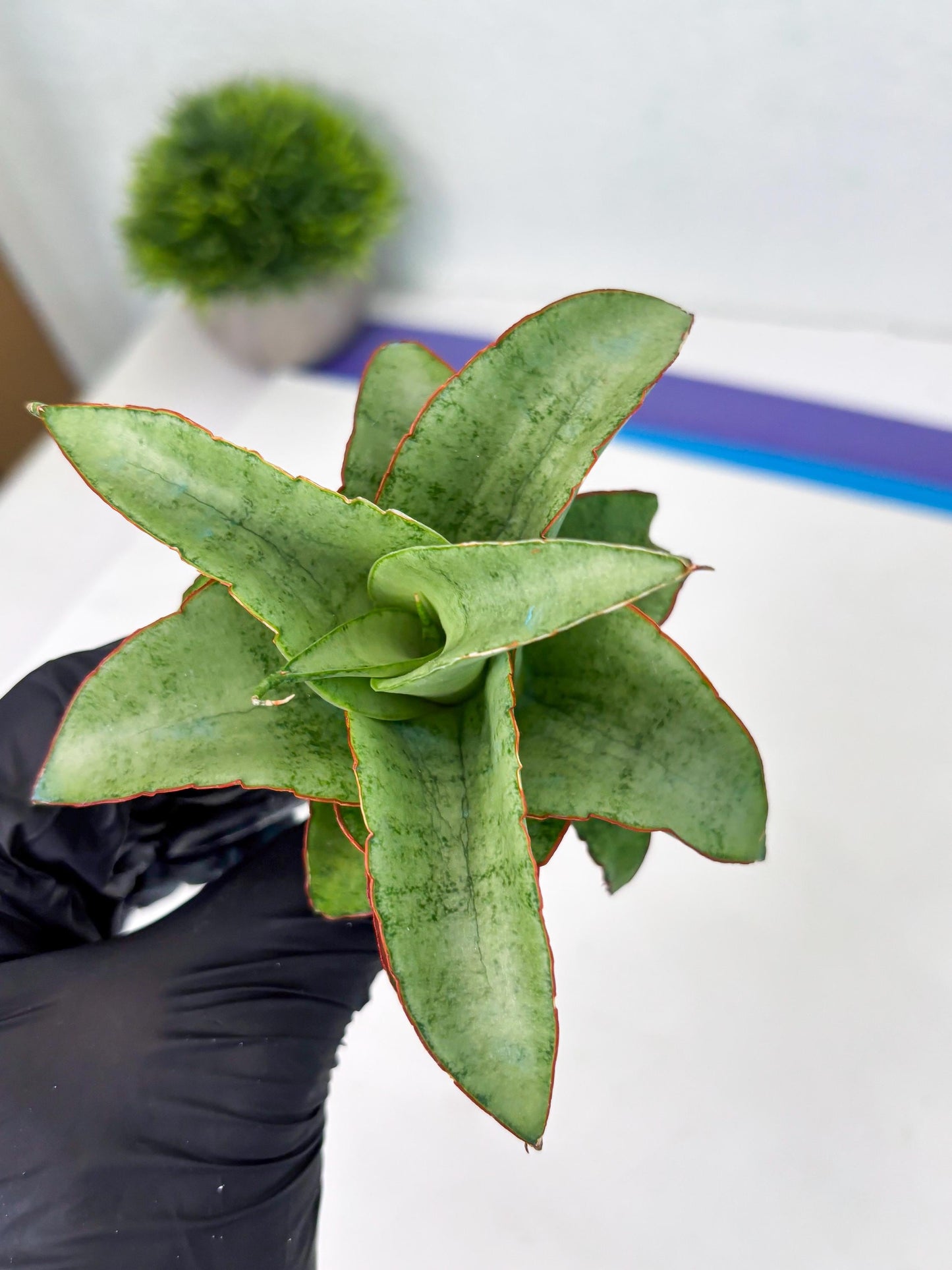Sansevieria Mega (ba2) (17) | Imported Plants