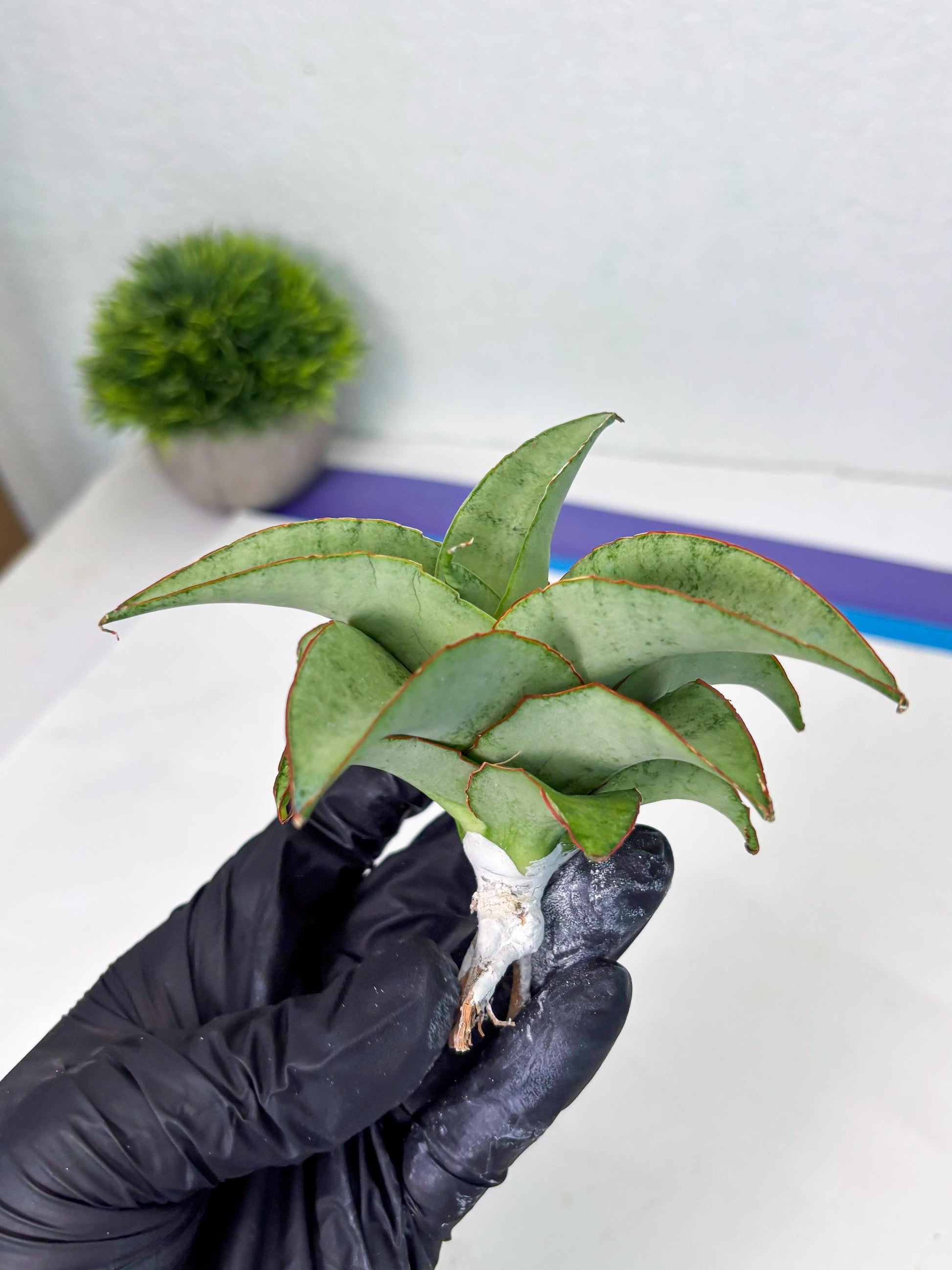 Sansevieria Mega (ba2) (17) | Imported Plants